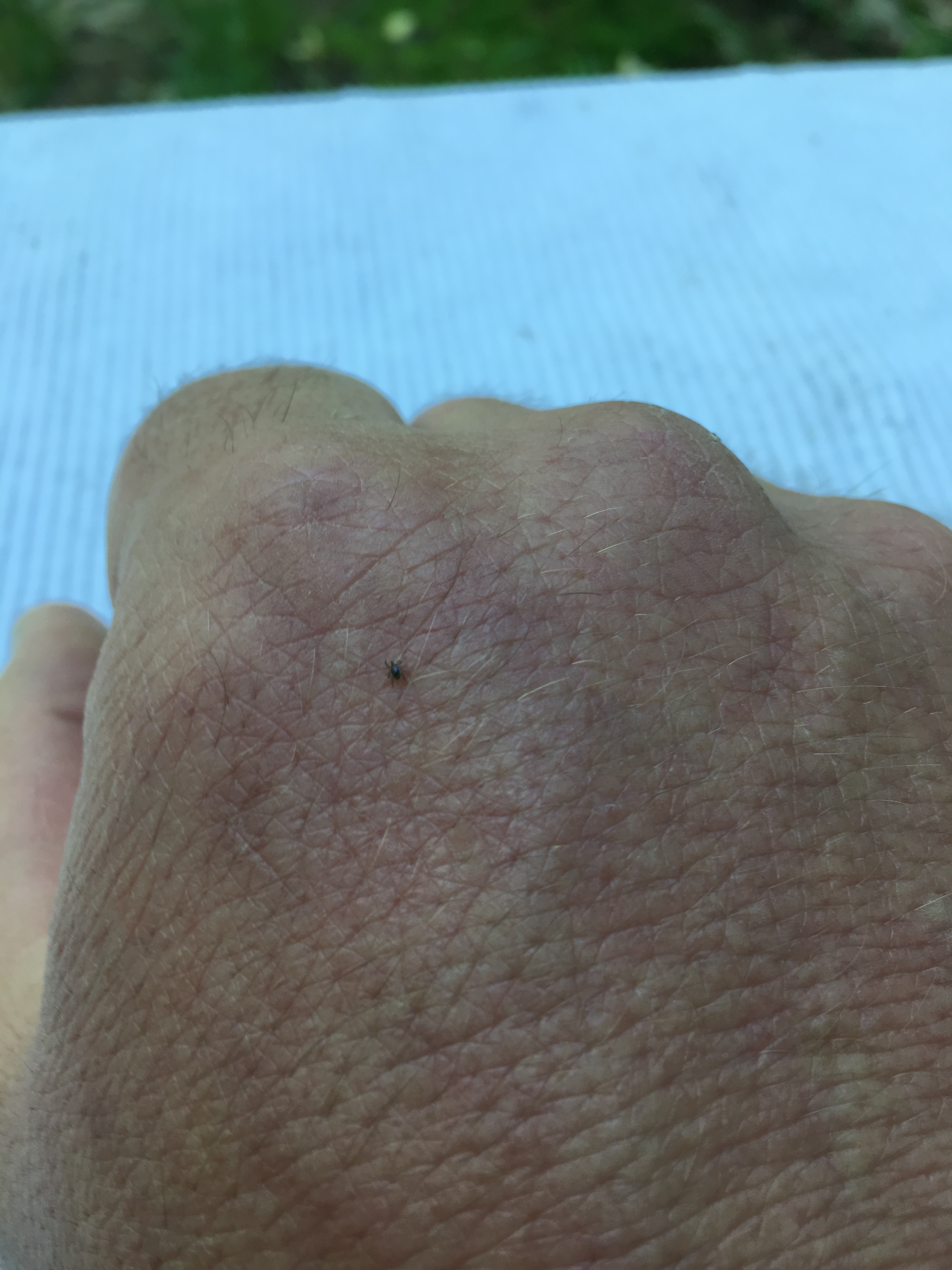 Ixodes scapularis nymphs are extremely small&nbsp;and may be difficult to&nbsp;see, as&nbsp;depicted in this photo of a nymph on the back of a human hand. Photo: Lee Green, Indiana State Department of Health.
