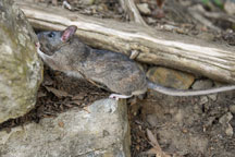 An Allegheny woodrat scampers back to cliffs near the Ohio River after release by DNR biologists who assessed its overall health, took measurements, and applied a device to track it. (Frank Oliver photo)
  