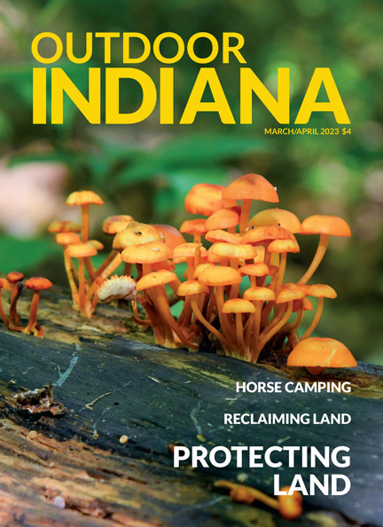 A dense cluster of orange mycena grows on a decaying tree at Moraine Nature Preserve, a destination that was expanded last year. Photo by Brent Drinkut.