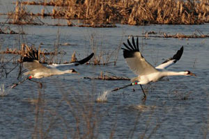 whooping cranes