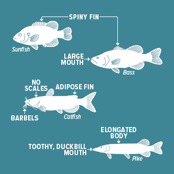 illegal species for netting