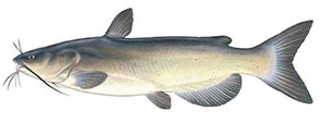 Channel Catfish