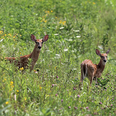 Fawns in field