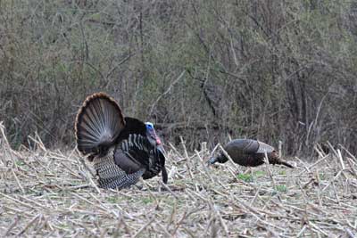 Turkey strutting