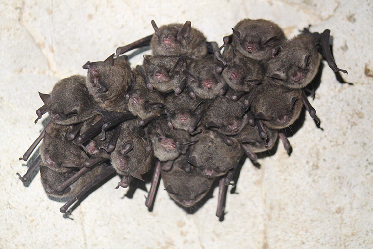 fw-bats-in-cave.jpg
