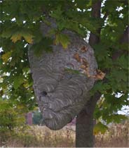Paper wasp nest