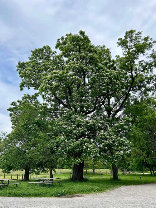Photo of tree