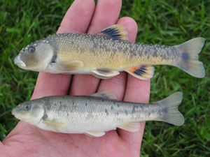 Common Stoneroller fish