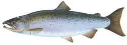 ed-coho_salmon.jpg