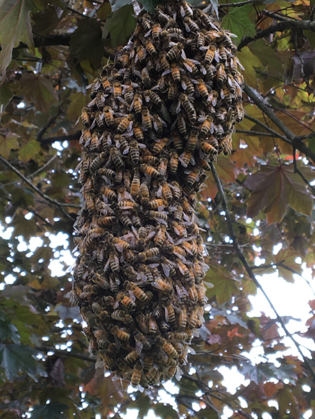 ep-honey-bee-swarm.JPG