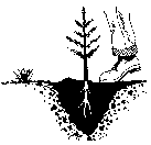 diagram of foot stomp on earth around tree