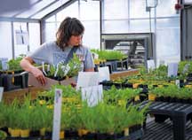 Shannon Stanis shops Prophetstown State Park&rsquo;s native plant sale.