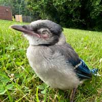 Sick Blue Jay 