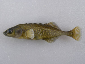 Brook Stickleback.fish