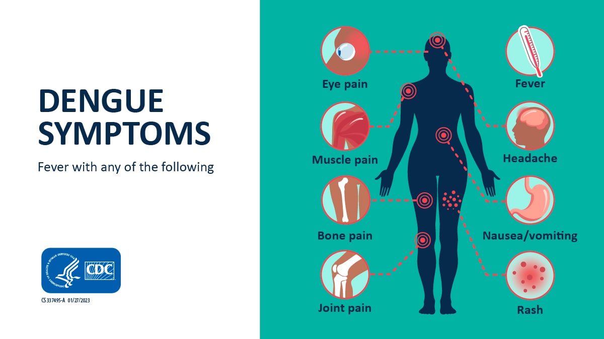 Dengue symptoms graphic