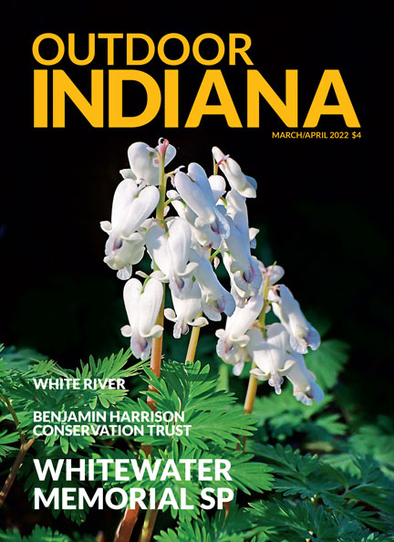 Squirrel corn blooms along Trail 1 at Whitewater Memorial State Park last April.