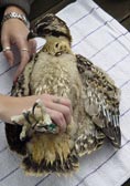 Also known as the fish hawk, these raptors feed mainly on fish, but will also hunt rodents, birds, small vertebrates and crustaceans. Photo by Alisha Schiffli.