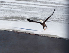 Dennis used some sneaky tactics to take this photo from his backyard at Lake Holiday. He walked out his back door, hid behind his shed, then moved the camera itself around the corner to use the view screen to find this bald eagle with its gizzard shad lunch. 
