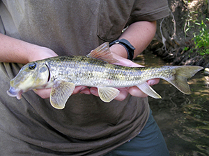 Northern Hogsucker fish