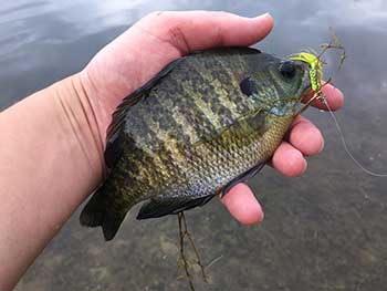 Blue gill fish