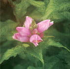 flower flower