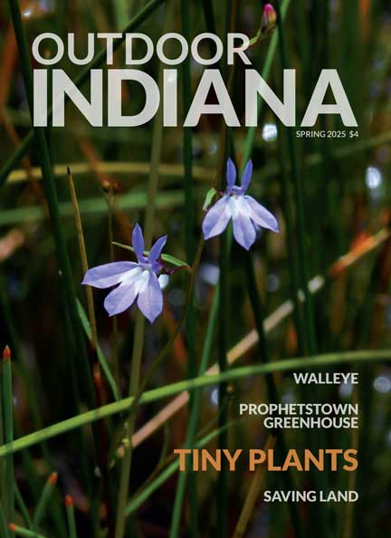  Kalm&rsquo;s lobelia grows in a Steuben County fen.