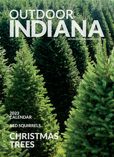 Canaan fir trees await the holiday season at Dull’s Tree Farm in Thorntown. Photo by Brent Drinkut.