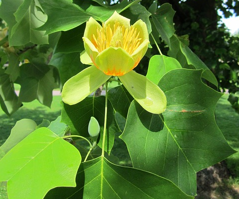 Tulip Poplar