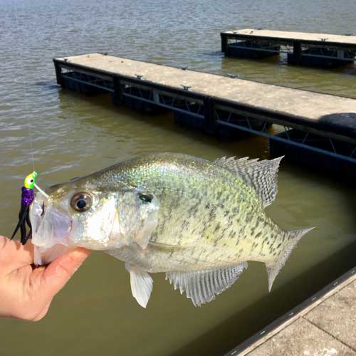 White Crappie with lure