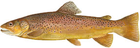 ed-brown_trout.jpg