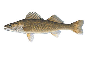 Walleye