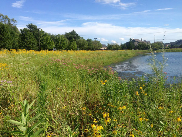 Lake shore with vegetation