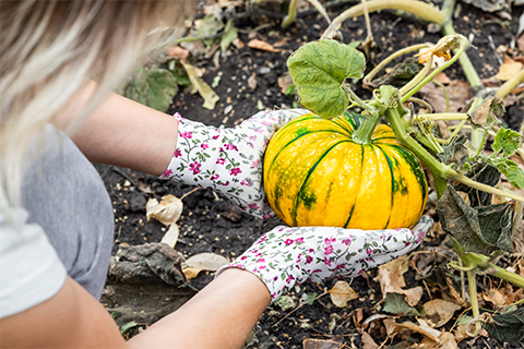 pumpkins.png