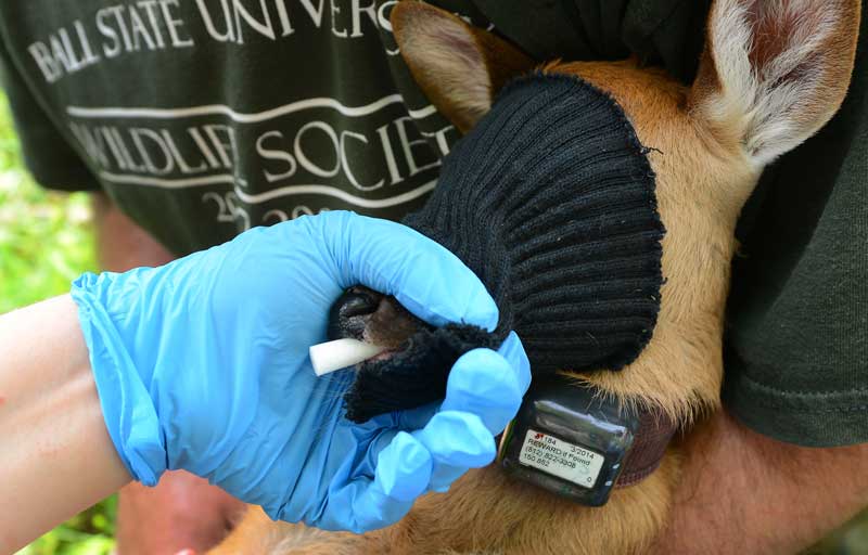 fw-deer-tag.jpg