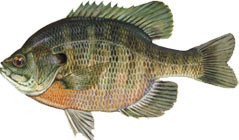 ed-bluegill.jpg