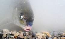 A river carpsucker feeds. Photo by John Maxwell.
  