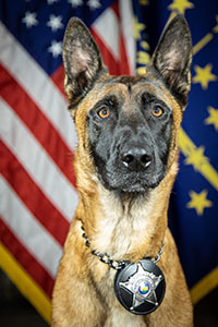 k9-diesel.jpg