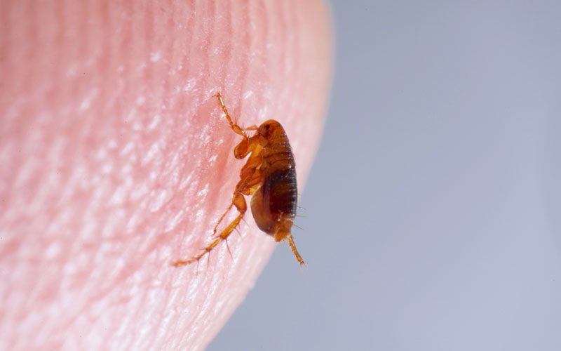 other-pests-hover-card.jpg