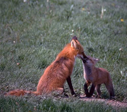 Fox and kit