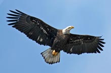 bald eagle