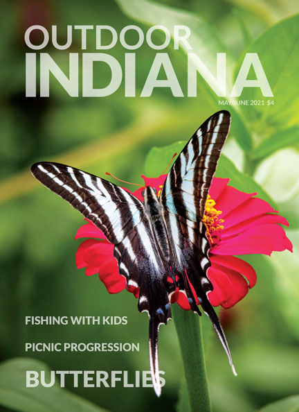 The zebra swallowtail, shown in Tippecanoe County, is one of the most striking butterfly species found in Indiana. Photo by Frank Oliver. 