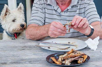 Dog begging for table scraps