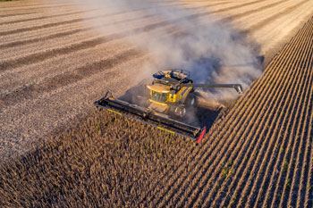 Combine harvesting corn