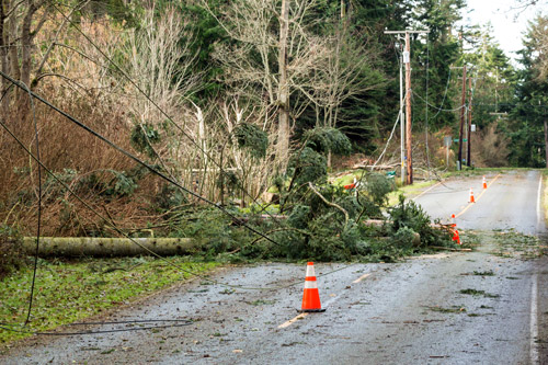 Tree lying on power lines on road