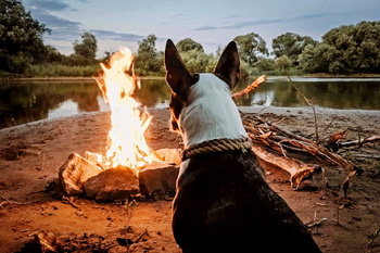 dog, campfire, woods, lake, safety