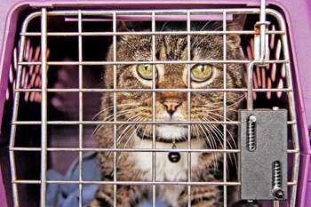 Cat looking out grate of a cat carrying case