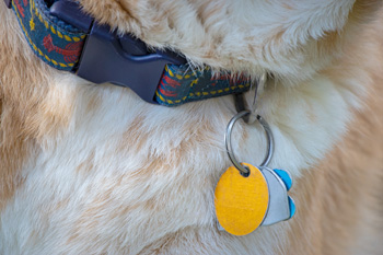Dog collar with ID tags