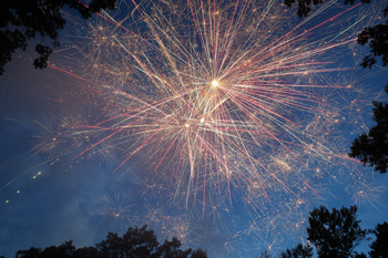 Fireworks over trees in night sky