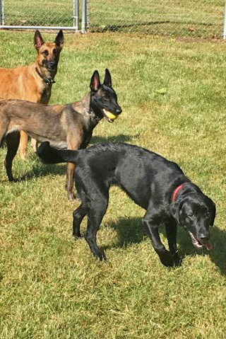 Three canines in grass pen