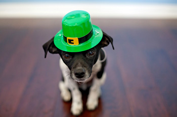 A dog in a leprechaun hat